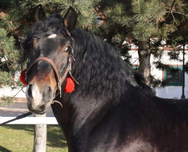 NN III Oidipus det. hlava